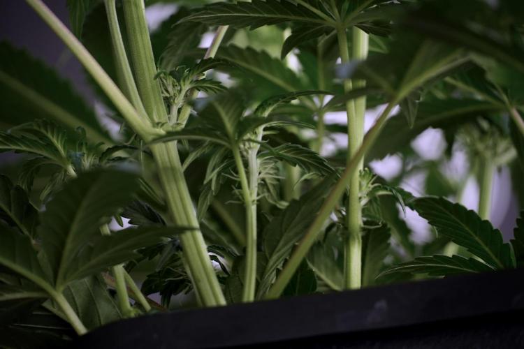 Cosmic Noodles a Zamnesia Dish. Week 5 -  18/6 period