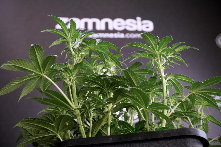 Cosmic Noodles a Zamnesia Dish. Week 5 -  18/6 period