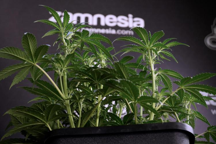 Cosmic Noodles a Zamnesia Dish. Week 5 -  18/6 period