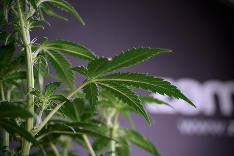 Cosmic Noodles a Zamnesia Dish. Week 5 -  18/6 period