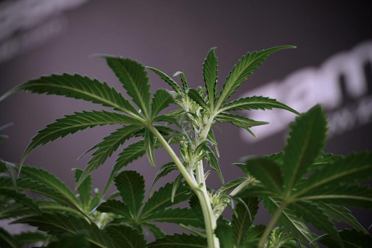 Cosmic Noodles a Zamnesia Dish. Week 5 -  18/6 period