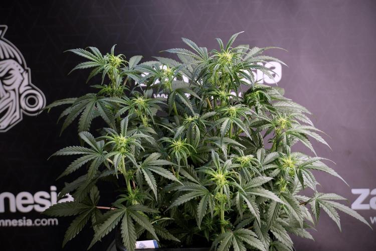 Cosmic Noodles a Zamnesia Dish. Week 5 -  18/6 period