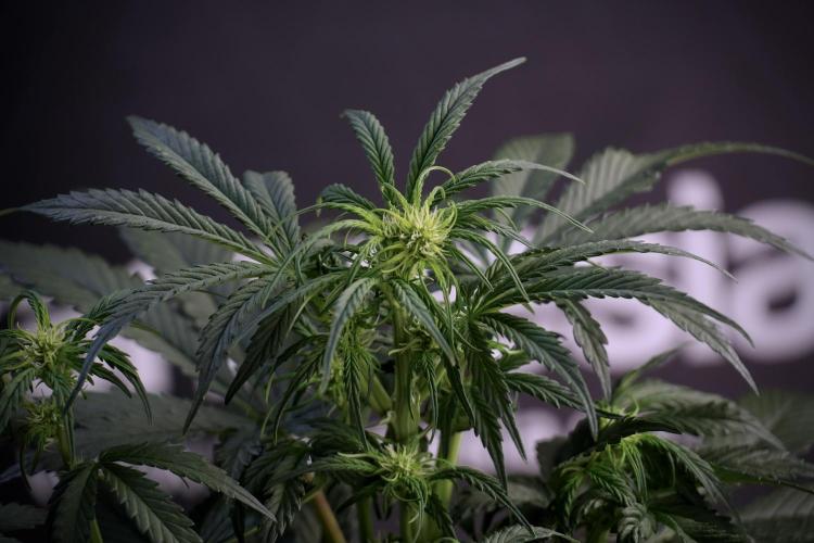 Cosmic Noodles a Zamnesia Dish. Week 5 -  18/6 period