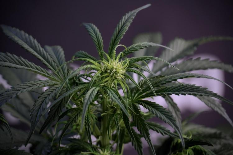 Cosmic Noodles a Zamnesia Dish. Week 5 -  18/6 period