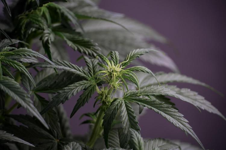 Cosmic Noodles a Zamnesia Dish. Week 5 -  18/6 period