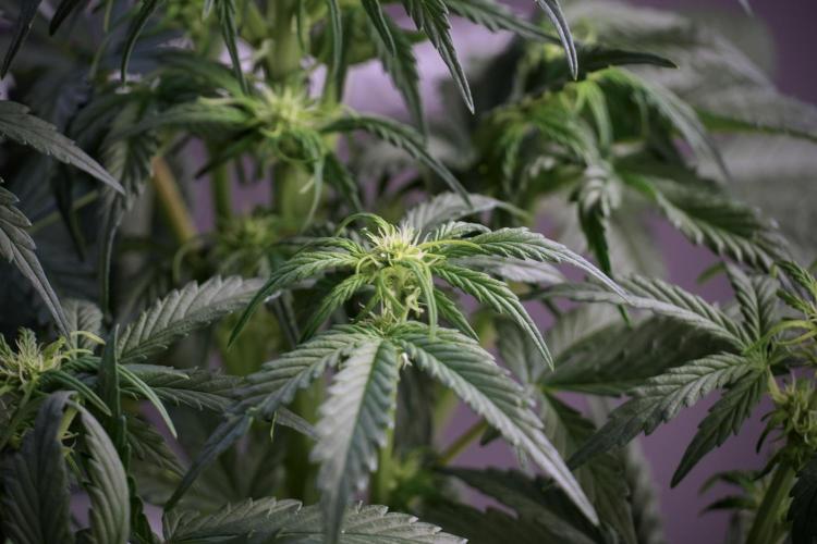 Cosmic Noodles a Zamnesia Dish. Week 5 -  18/6 period