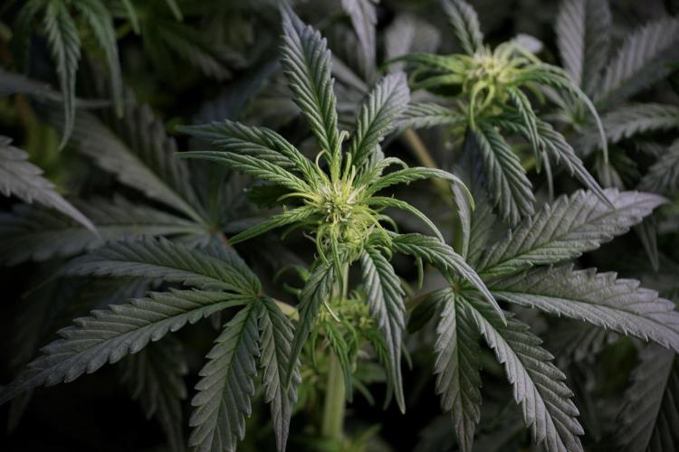 Cosmic Noodles a Zamnesia Dish. Week 5 -  18/6 period