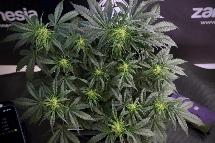 Cosmic Noodles a Zamnesia Dish. Week 5 -  18/6 period