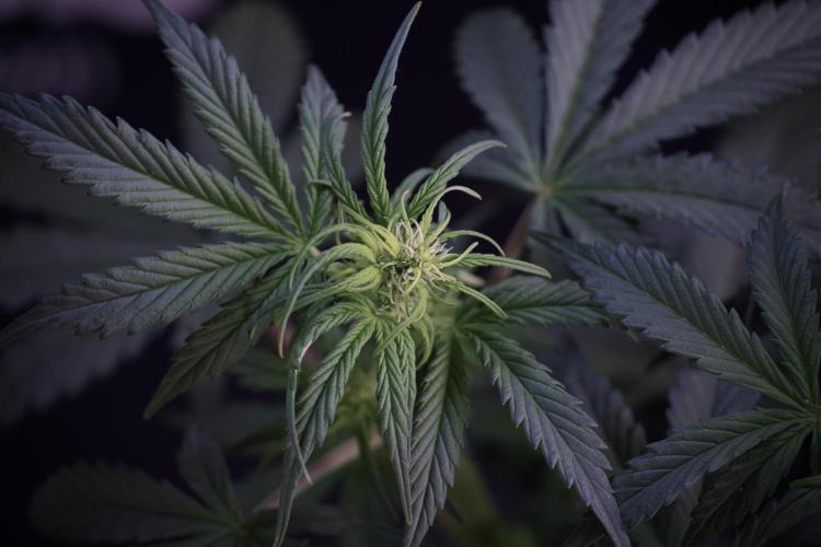 Cosmic Noodles a Zamnesia Dish. Week 5 -  18/6 period