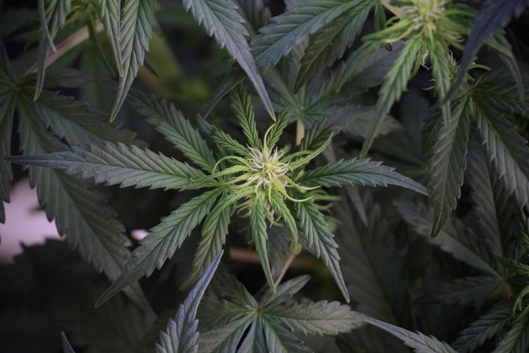 Cosmic Noodles a Zamnesia Dish. Week 5 -  18/6 period