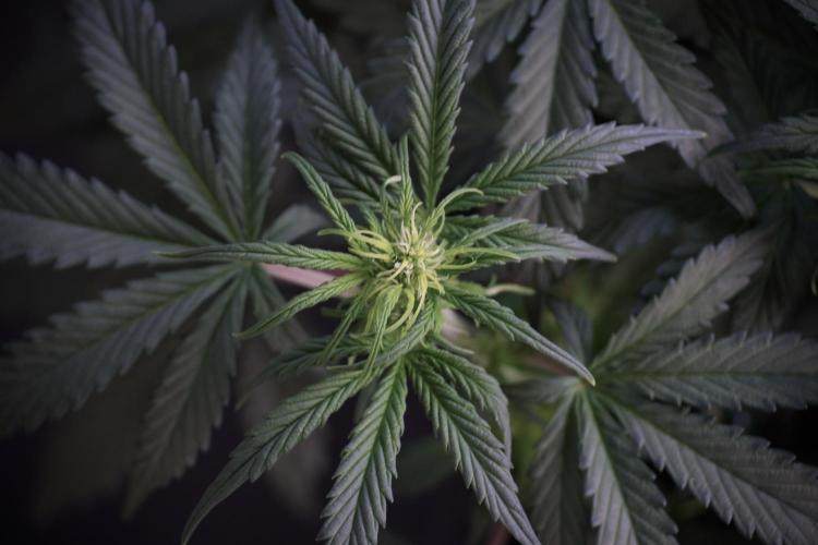 Cosmic Noodles a Zamnesia Dish. Week 5 -  18/6 period