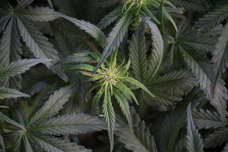 Cosmic Noodles a Zamnesia Dish. Week 5 -  18/6 period