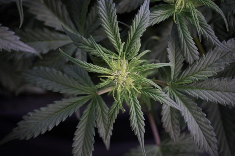 Cosmic Noodles a Zamnesia Dish. Week 5 -  18/6 period