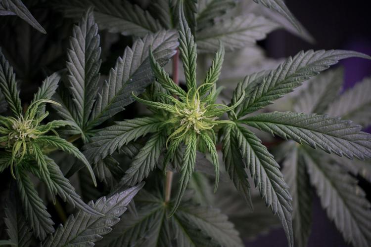 Cosmic Noodles a Zamnesia Dish. Week 5 -  18/6 period