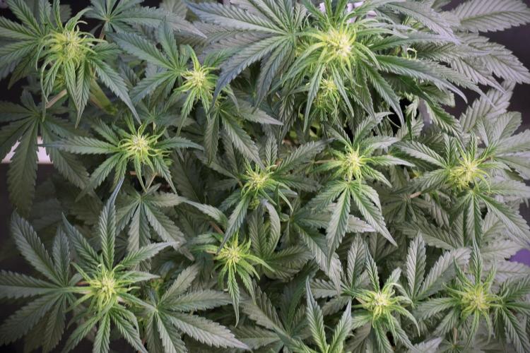 Cosmic Noodles a Zamnesia Dish. Week 5 -  18/6 period