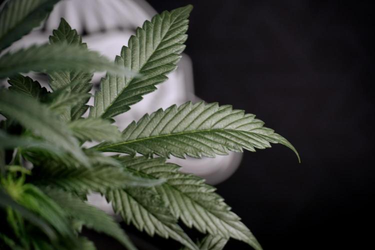 Cosmic Noodles a Zamnesia Dish. Week 5 -  18/6 period