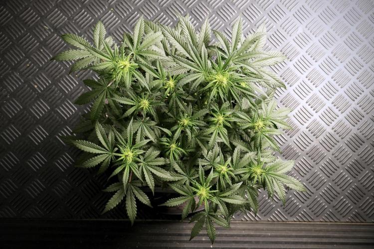 Cosmic Noodles a Zamnesia Dish. Week 5 -  18/6 period