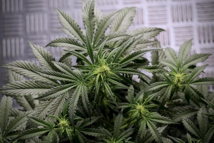 Cosmic Noodles a Zamnesia Dish. Week 5 -  18/6 period