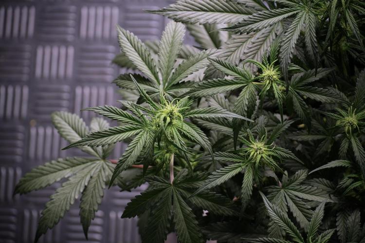 Cosmic Noodles a Zamnesia Dish. Week 5 -  18/6 period