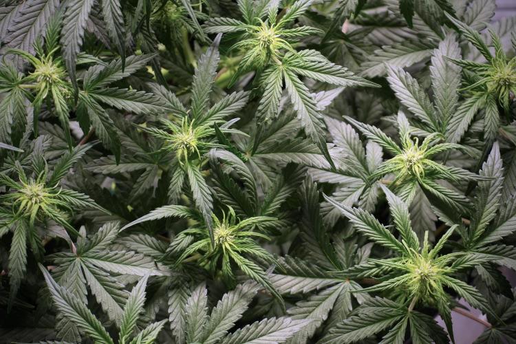 Cosmic Noodles a Zamnesia Dish. Week 5 -  18/6 period