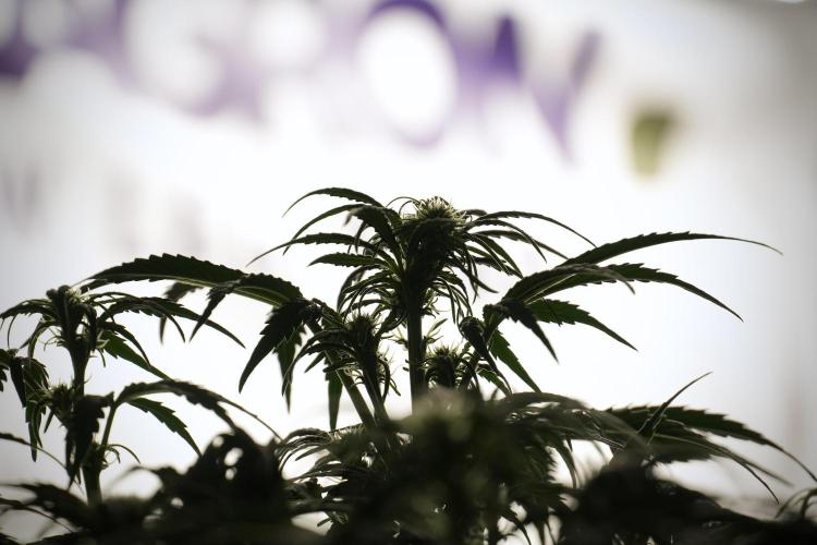 Cosmic Noodles a Zamnesia Dish. Week 5 -  18/6 period