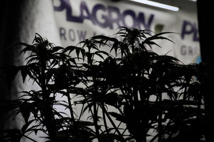 Cosmic Noodles a Zamnesia Dish. Week 5 -  18/6 period