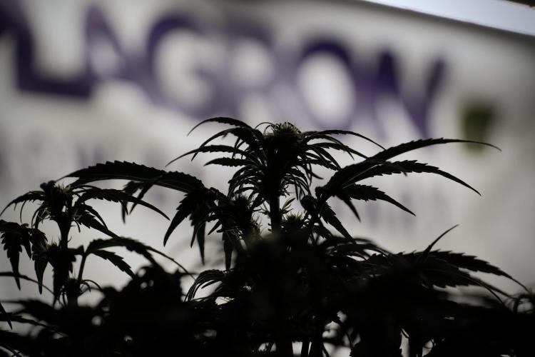 Cosmic Noodles a Zamnesia Dish. Week 5 -  18/6 period