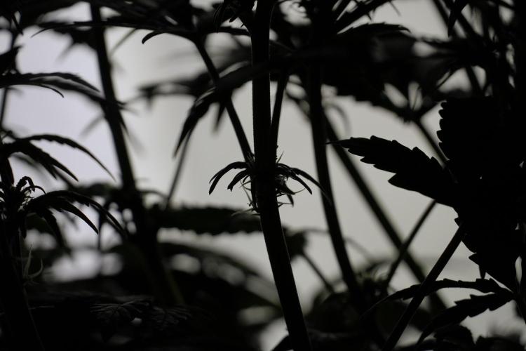 Cosmic Noodles a Zamnesia Dish. Week 5 -  18/6 period