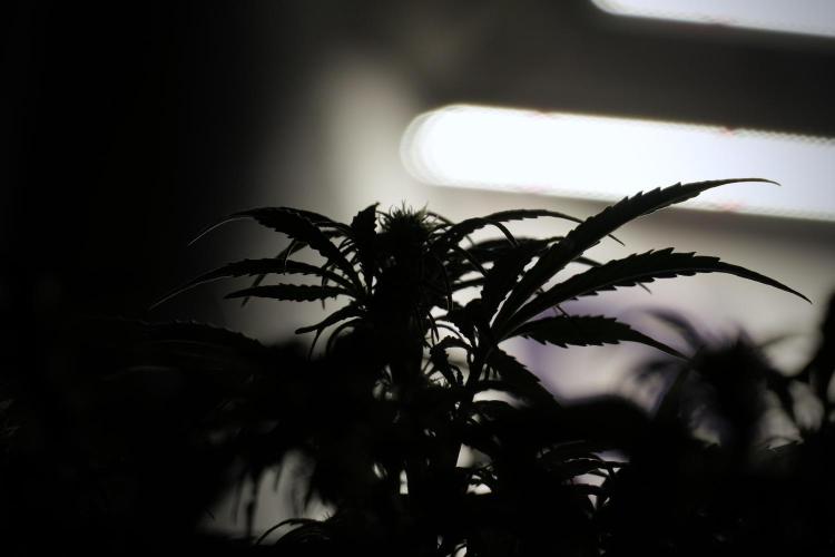 Cosmic Noodles a Zamnesia Dish. Week 5 -  18/6 period