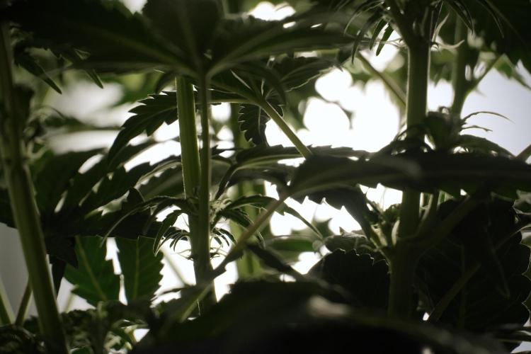 Cosmic Noodles a Zamnesia Dish. Week 5 -  18/6 period