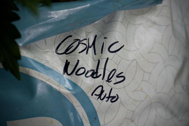 Cosmic Noodles a Zamnesia Dish. Week 5 - 12/12 from seed