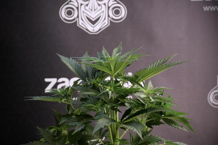 Cosmic Noodles a Zamnesia Dish. Week 5 - 12/12 from seed