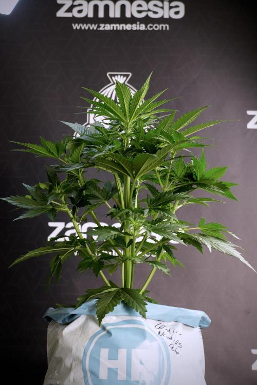 Cosmic Noodles a Zamnesia Dish. Week 5 - 12/12 from seed