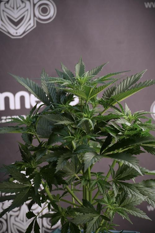 Cosmic Noodles a Zamnesia Dish. Week 5 - 12/12 from seed