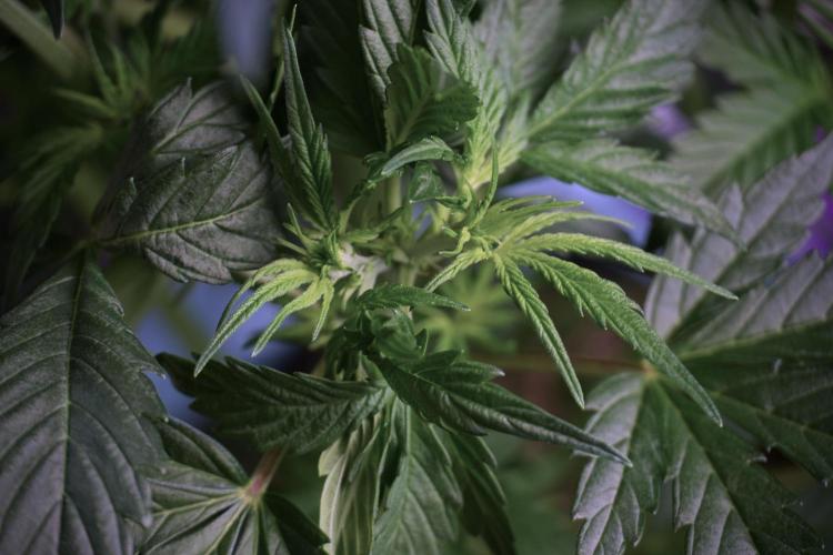 Cosmic Noodles a Zamnesia Dish. Week 5 - 12/12 from seed