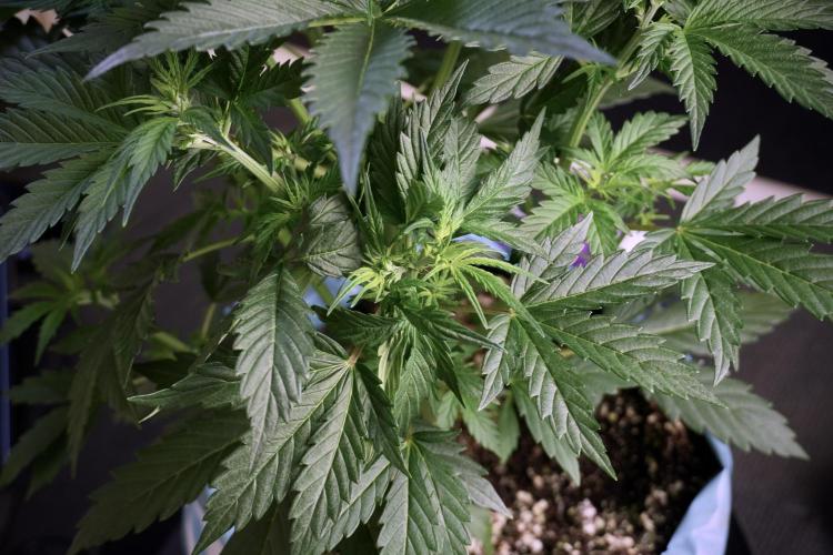 Cosmic Noodles a Zamnesia Dish. Week 5 - 12/12 from seed