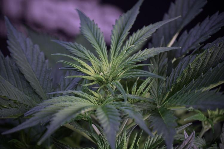 Cosmic Noodles a Zamnesia Dish. Week 5 - 12/12 from seed