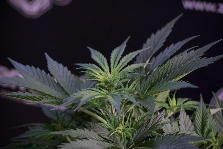 Cosmic Noodles a Zamnesia Dish. Week 5 - 12/12 from seed