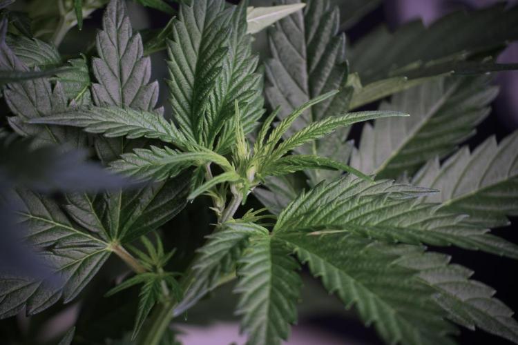 Cosmic Noodles a Zamnesia Dish. Week 5 - 12/12 from seed