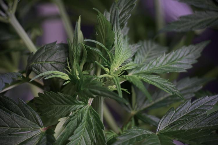 Cosmic Noodles a Zamnesia Dish. Week 5 - 12/12 from seed