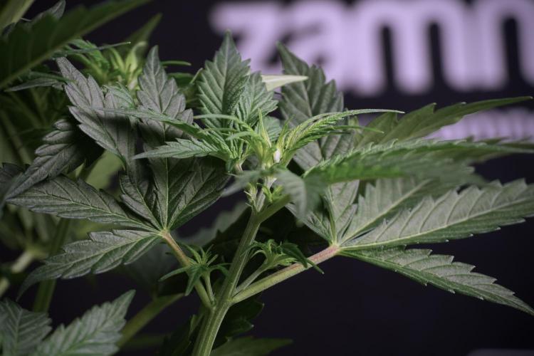 Cosmic Noodles a Zamnesia Dish. Week 5 - 12/12 from seed