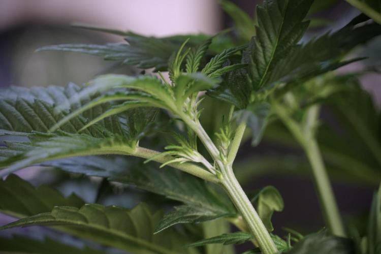 Cosmic Noodles a Zamnesia Dish. Week 5 - 12/12 from seed