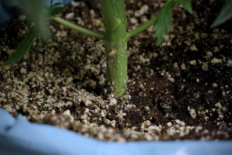 Cosmic Noodles a Zamnesia Dish. Week 5 - 12/12 from seed