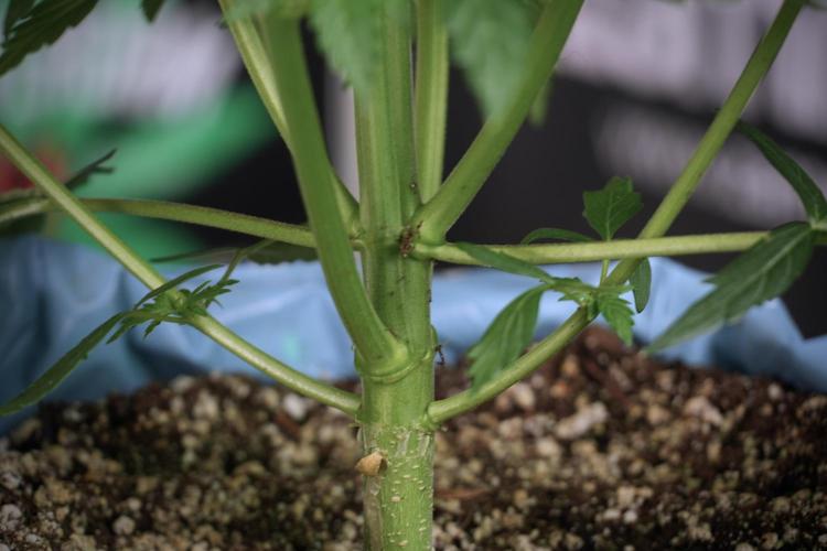 Cosmic Noodles a Zamnesia Dish. Week 5 - 12/12 from seed