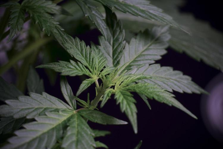 Cosmic Noodles a Zamnesia Dish. Week 5 - 12/12 from seed