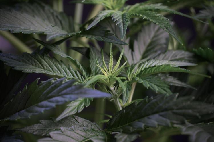 Cosmic Noodles a Zamnesia Dish. Week 5 - 12/12 from seed