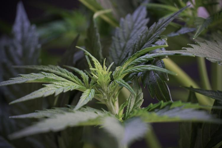 Cosmic Noodles a Zamnesia Dish. Week 5 - 12/12 from seed