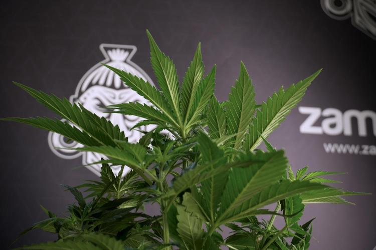 Cosmic Noodles a Zamnesia Dish. Week 5 - 12/12 from seed