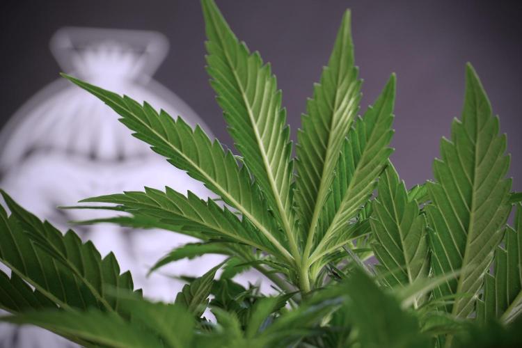 Cosmic Noodles a Zamnesia Dish. Week 5 - 12/12 from seed