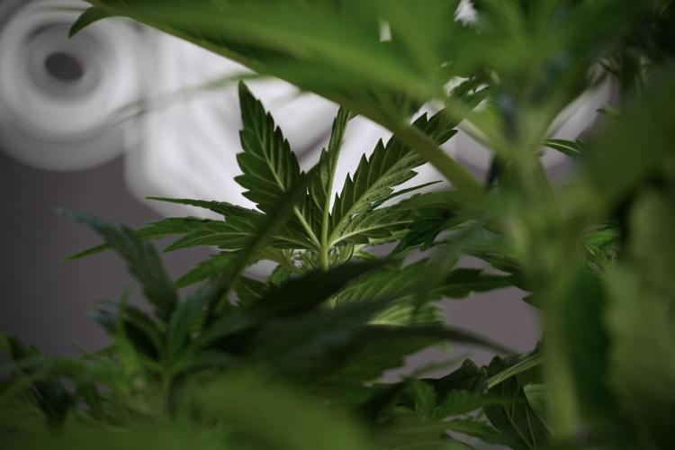 Cosmic Noodles a Zamnesia Dish. Week 5 - 12/12 from seed